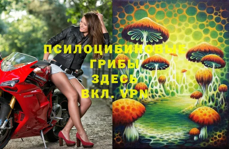 Псилоцибиновые грибы Psilocybe  Коломна 